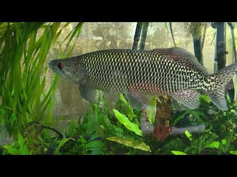 Could Mako be the Biggest odoe pike in youtube at the moment?