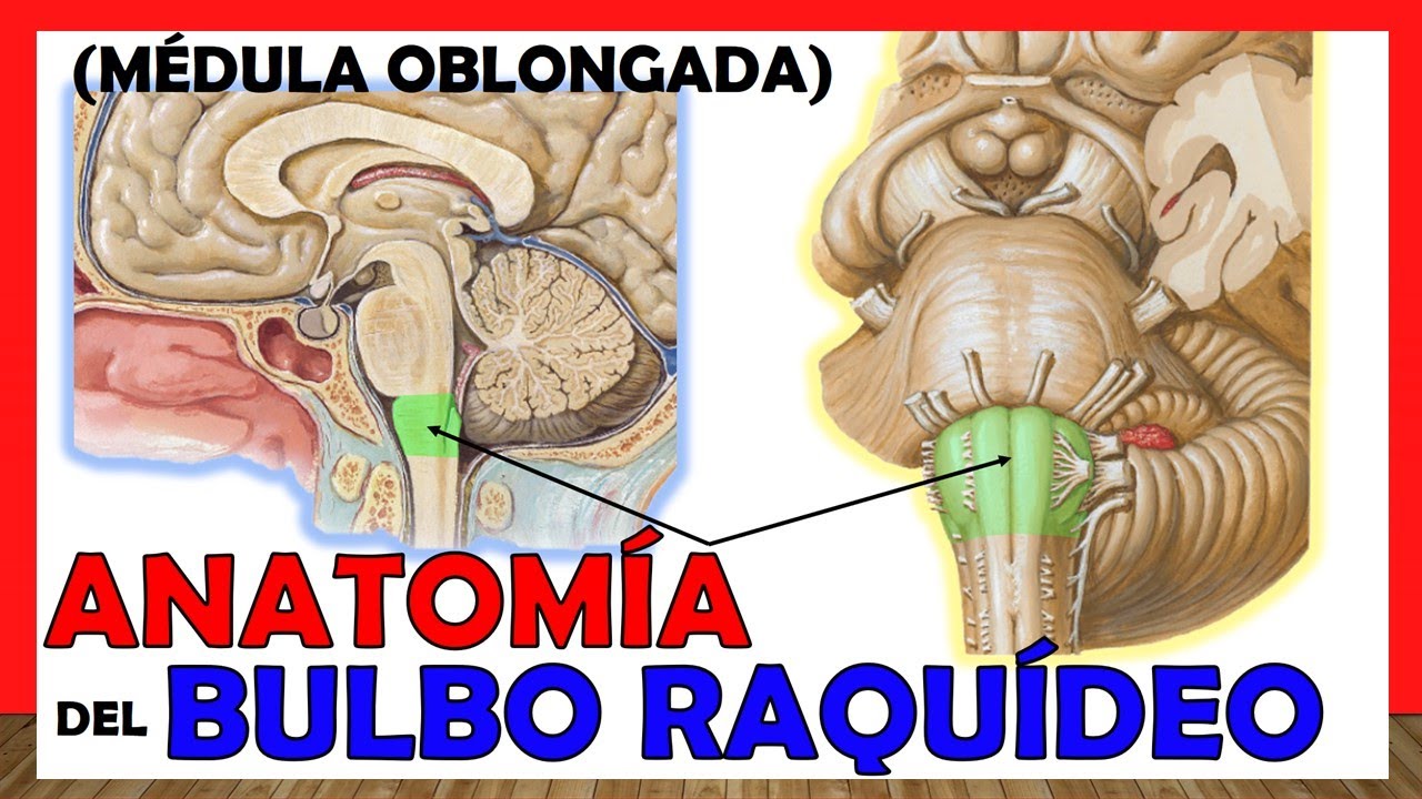 🥇 Anatomy of the MULBO RACHÍDEO. (Medulla Oblongata) Simple Explanation!