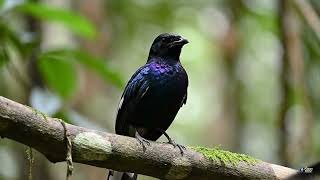 Download lagu 𝐛𝐢𝐤𝐢𝐧 𝐦𝐞𝐫𝐢𝐧𝐝𝐢𝐧𝐠 😱🐦#muraibatu#burunggacor#burungkicau#birdsound#wildbirds#natureaudio#shortsviral#fyp mp3