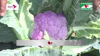 সুবর্ণচরে রঙিন ফুলকপি চাষ