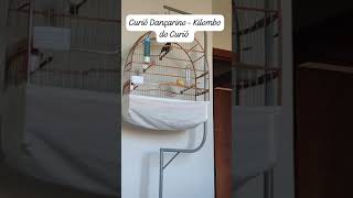 Curió Dancarino 