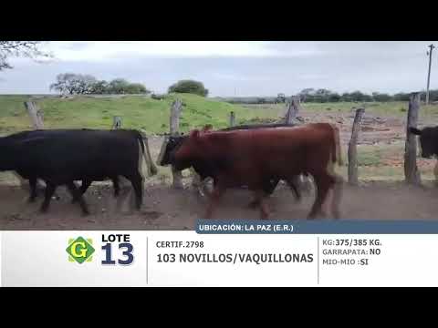 Lote 103 Novillos/Vaquillonas en La Paz