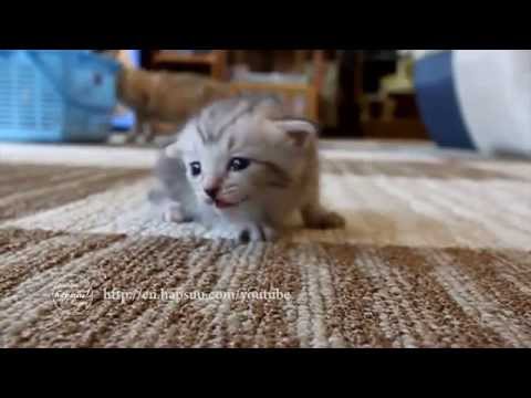 The Best Kitty Video Around
