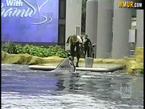 NH Family Shares Video Of Deadly Sea World Show