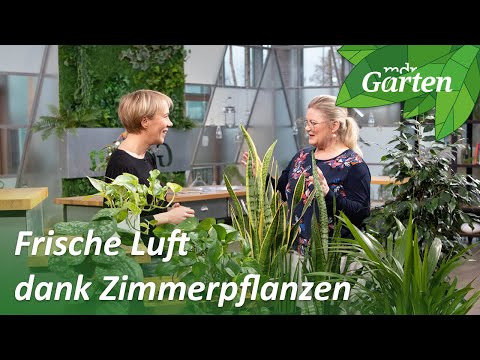 These plants purify the air in the bedroom or office | MDR Garden