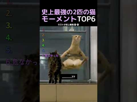 史上最強の2匹の猫モーメントTOP6