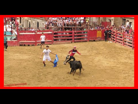 NOVALLAS (ZARAGOZA) MATINAL BECERROS EN PLAZA (DOMINGO 17 SEPTIEMBRE 2023) GANAD.JOSE LUIS CUARTERO