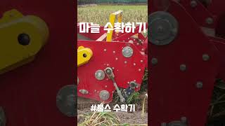 트랙터 불스 수확기로 마늘 수확하기 #shorts