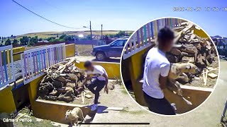 Así actúan los ladrones de galgos: una cámara de seguridad los pilla in fraganti