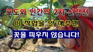 [텃밭농부 1,881]  포도의 꽃을 반드시 피우도록 유도 하는 작업 방법. #포도재배