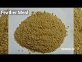 How Steam Helps Make Feather Meal Steam Culture