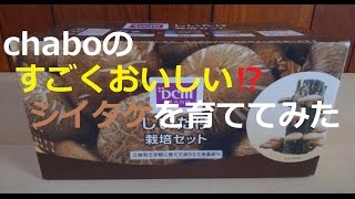 chaboのしいたけを育ててみた