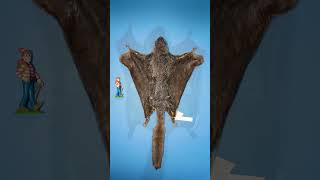 Download lagu Smallest vs Largest Flying Squirrel mp3