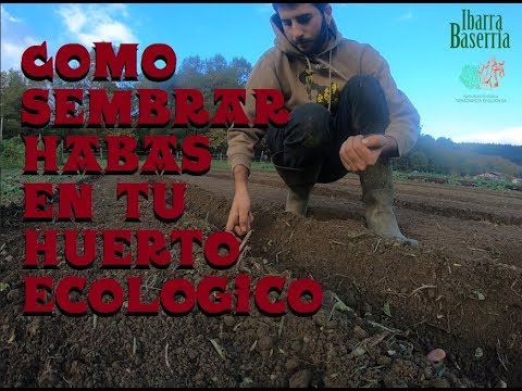 Como sembrar Habas en tu huerto ecológico | QUE GRAN INVENTO LA BICIAZADA |