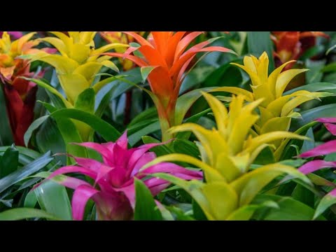OVO MORATE ZNATI AKO ŽELITE DA UZGAJATE GUZMANIU POPULARNU BILJKU IZ PORODICE BROMELIA