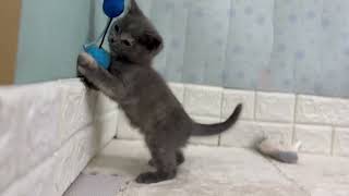 ブリティッシュショートヘアの動画01