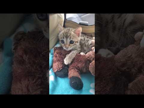 Bengal kitten hugs her stuffed toy during car ride 😽💗