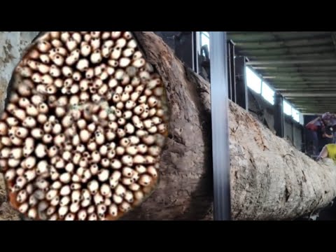 Unlucky Day || Wood Cutter Nearly Destroyed at Sawmill