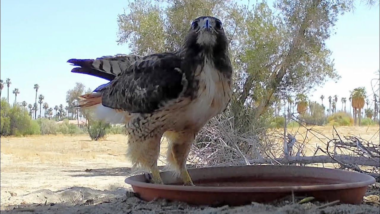 S3E29: A red-tailed hawk stops by for a morning drink of water(twice)