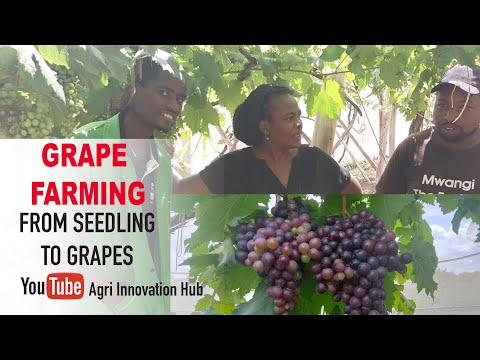 How to produce millions of vines from Grape Seedlings Cuttings - Profitability of Grape Farming