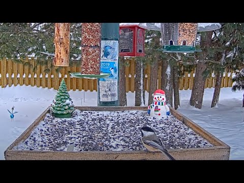 Black-capped Chickadees Pop By To Pluck Seeds From Ontario Feeders – Dec. 11, 2024