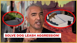 How to Stop Leash Aggression (Dog Nation)