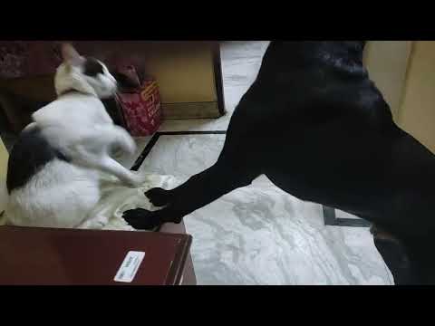 SHYAM (Dog) and HARU ( Cat) fighting each other. #youtubeshort #trending #shortvideo #viral
