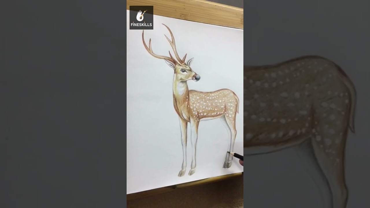 Learn Realistic Deer Drawing | Pencil Color #drawing #painting #animals #deer
