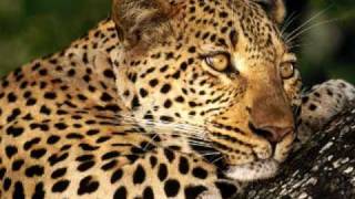 Taiguara - Terra das Palmeiras