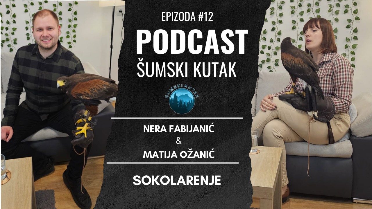 Podcast Šumski kutak-----Sokolarenje (Nera Fabijanić)