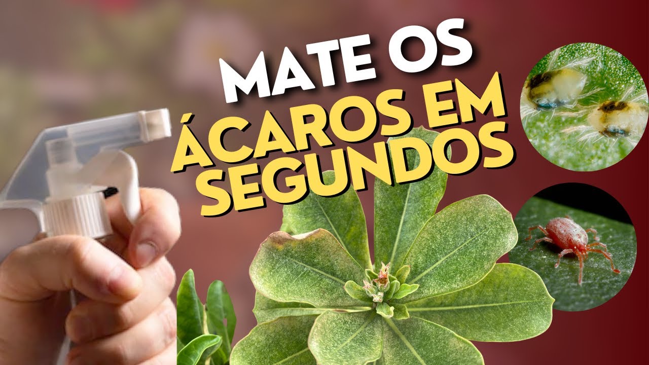 Solução para ÁCAROS nas Rosas do Deserto!