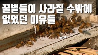 왜 꿀벌은 점점 사라지는 걸까? / YTN 사이언스