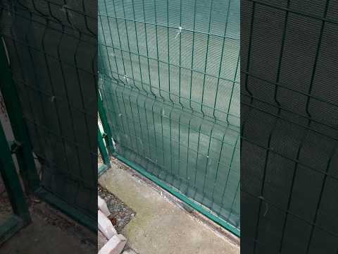 Köpek havlayıp duruyor ne istiyor 😂 #aboneolmayiunutmayin #keşfetbeniöneçıkar #funny #shorst