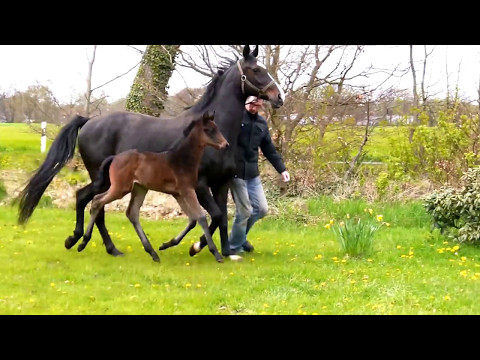 Sf Fürstenball x Stedinger x Figaro 2017