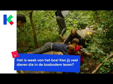 Het is week van het bos! Ken jij veel dieren die in de bosbodem leven?