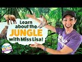 Let S Learn About The Jungle For Preschoolers Movin Monkeys Preschool
