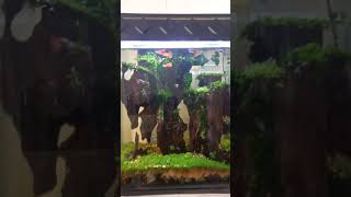 Download lagu Aquascape dengan kayu rentek mp3 Download lagu Aquascape dengan kayu rentek mp3