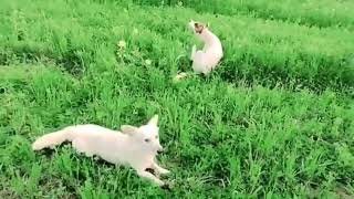 Guy Comes Home From Work With A Stray Dog |The Dodos, ERc