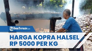 Harga Kopra Maluku Utara, 29 Oktober 2022: Di Halmahera Selatan Dihargai Rp 5 Ribu per Kilogram