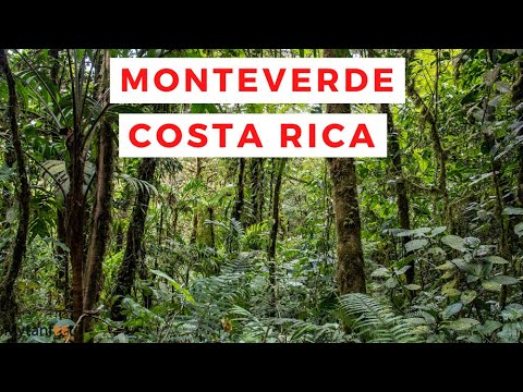See the AMAZING Monteverde Cloud Forest in Costa Rica!