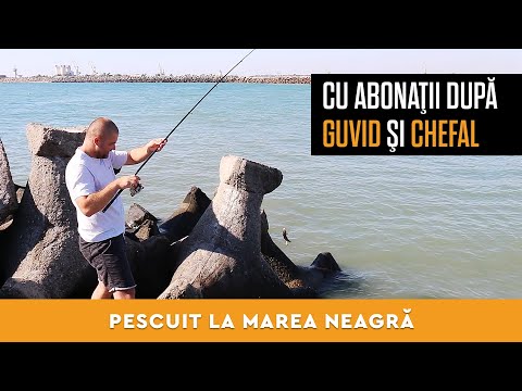 Pescuit cu abonatii in Marea Neagra la Guvid si Chefal (Monturi, momeala, tehnici)