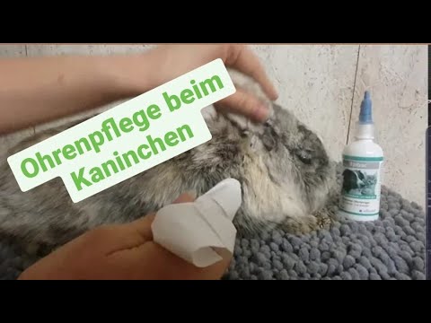 , title : 'Ohrenpflege beim Kaninchen'