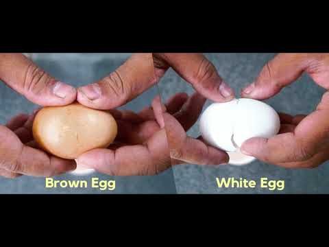 Why Are brown eggs better than white?