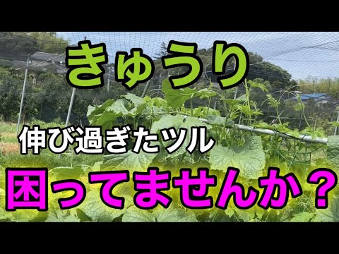 アケビ、つるキュウリ 植物