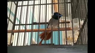 Download lagu tali pocong burung cantik penghuni daratan asia mp3