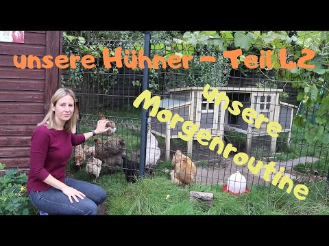 unsere Hühner Teil 42: unsere Morgenroutine, Hühner morgens rauslassen und füttern