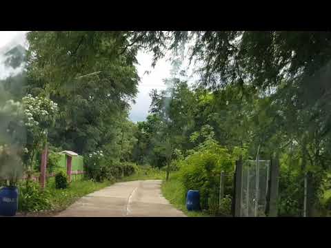 แก๊งค์หมา