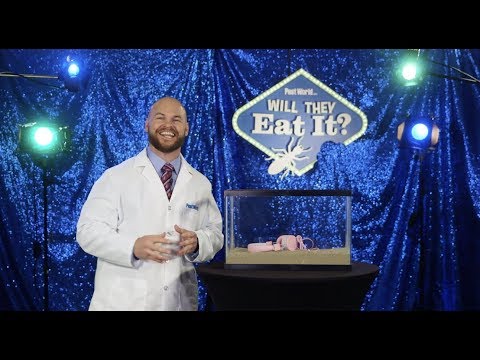 Pest World - Will They Eat It? Episode 5: Headphones