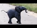 Baby Elephant Calf vs Birds - Latest Wildlife Sightings ...