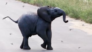 Baby Elephant Calf vs Birds - Latest Wildlife Sightings